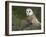 Barn Owl on Dry Stone Wall, Tyto Alba, United Kingdom-Steve & Ann Toon-Framed Photographic Print