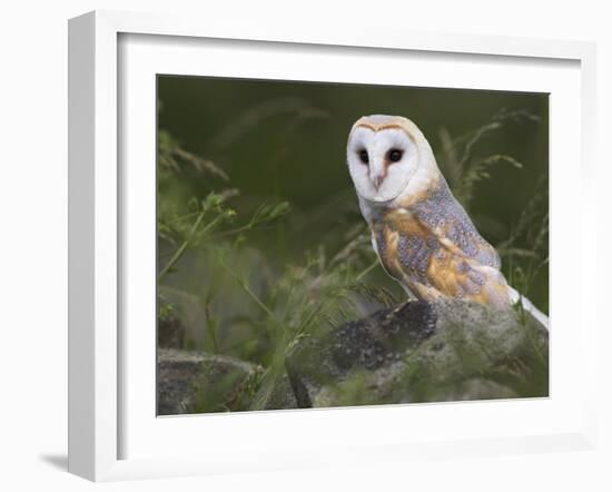 Barn Owl on Dry Stone Wall, Tyto Alba, United Kingdom-Steve & Ann Toon-Framed Photographic Print