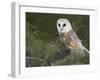 Barn Owl on Dry Stone Wall, Tyto Alba, United Kingdom-Steve & Ann Toon-Framed Photographic Print