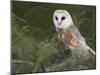 Barn Owl on Dry Stone Wall, Tyto Alba, United Kingdom-Steve & Ann Toon-Mounted Photographic Print