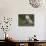 Barn Owl on Dry Stone Wall, Tyto Alba, United Kingdom-Steve & Ann Toon-Photographic Print displayed on a wall