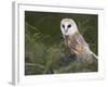 Barn Owl on Dry Stone Wall, Tyto Alba, United Kingdom-Steve & Ann Toon-Framed Photographic Print