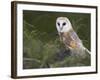 Barn Owl on Dry Stone Wall, Tyto Alba, United Kingdom-Steve & Ann Toon-Framed Photographic Print