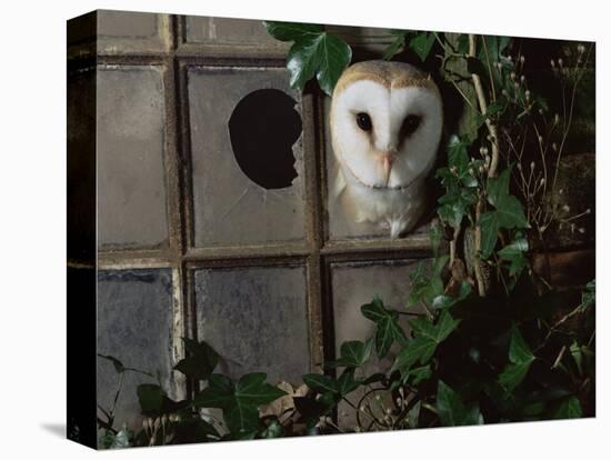 Barn Owl, Peering out of Broken Window, UK-Jane Burton-Stretched Canvas