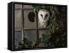 Barn Owl, Peering out of Broken Window, UK-Jane Burton-Framed Stretched Canvas