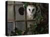 Barn Owl, Peering out of Broken Window, UK-Jane Burton-Stretched Canvas