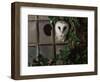 Barn Owl, Peering out of Broken Window, UK-Jane Burton-Framed Premium Photographic Print