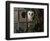 Barn Owl, Peering out of Broken Window, UK-Jane Burton-Framed Premium Photographic Print