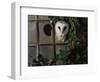 Barn Owl, Peering out of Broken Window, UK-Jane Burton-Framed Premium Photographic Print