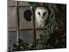 Barn Owl, Peering out of Broken Window, UK-Jane Burton-Mounted Premium Photographic Print