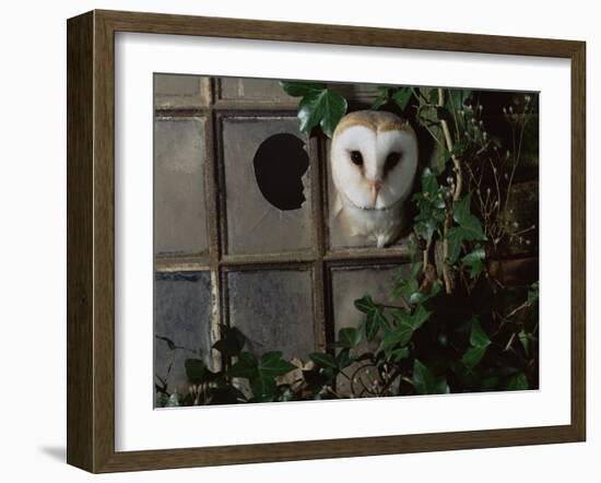 Barn Owl, Peering out of Broken Window, UK-Jane Burton-Framed Photographic Print