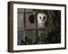 Barn Owl, Peering out of Broken Window, UK-Jane Burton-Framed Photographic Print