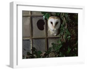 Barn Owl, Peering out of Broken Window, UK-Jane Burton-Framed Photographic Print