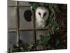 Barn Owl, Peering out of Broken Window, UK-Jane Burton-Mounted Photographic Print