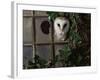 Barn Owl, Peering out of Broken Window, UK-Jane Burton-Framed Photographic Print