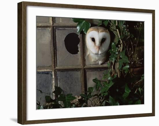 Barn Owl, Peering out of Broken Window, UK-Jane Burton-Framed Photographic Print