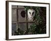 Barn Owl, Peering out of Broken Window, UK-Jane Burton-Framed Photographic Print