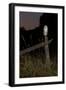 Barn owl perched on an old farm gate, Suffolk, England, United Kingdom, Europe-Kyle Moore-Framed Photographic Print