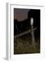 Barn owl perched on an old farm gate, Suffolk, England, United Kingdom, Europe-Kyle Moore-Framed Photographic Print