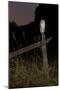 Barn owl perched on an old farm gate, Suffolk, England, United Kingdom, Europe-Kyle Moore-Mounted Photographic Print