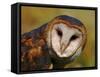 Barn Owl Portrait-Lynn M. Stone-Framed Stretched Canvas