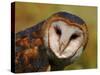 Barn Owl Portrait-Lynn M. Stone-Stretched Canvas