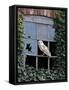 Barn Owl Sitting in Old Farm Window, Tyto Alba, Norfolk-Paul Hobson-Framed Stretched Canvas