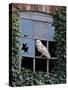 Barn Owl Sitting in Old Farm Window, Tyto Alba, Norfolk-Paul Hobson-Stretched Canvas