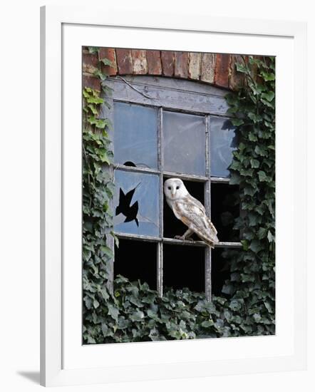 Barn Owl Sitting in Old Farm Window, Tyto Alba, Norfolk-Paul Hobson-Framed Photographic Print