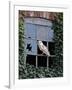 Barn Owl Sitting in Old Farm Window, Tyto Alba, Norfolk-Paul Hobson-Framed Photographic Print