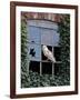 Barn Owl Sitting in Old Farm Window, Tyto Alba, Norfolk-Paul Hobson-Framed Photographic Print