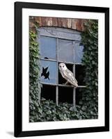 Barn Owl Sitting in Old Farm Window, Tyto Alba, Norfolk-Paul Hobson-Framed Photographic Print