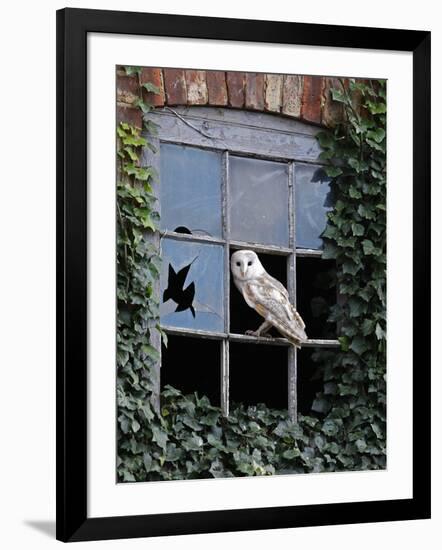 Barn Owl Sitting in Old Farm Window, Tyto Alba, Norfolk-Paul Hobson-Framed Photographic Print