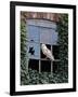 Barn Owl Sitting in Old Farm Window, Tyto Alba, Norfolk-Paul Hobson-Framed Photographic Print