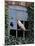 Barn Owl Sitting in Old Farm Window, Tyto Alba, Norfolk-Paul Hobson-Mounted Photographic Print