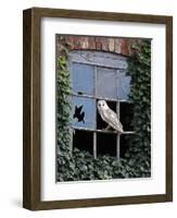 Barn Owl Sitting in Old Farm Window, Tyto Alba, Norfolk-Paul Hobson-Framed Photographic Print