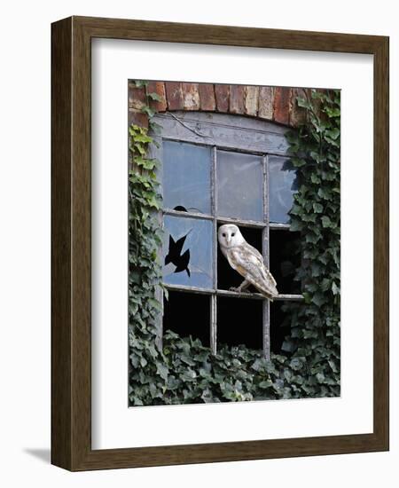 Barn Owl Sitting in Old Farm Window, Tyto Alba, Norfolk-Paul Hobson-Framed Photographic Print