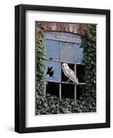 Barn Owl Sitting in Old Farm Window, Tyto Alba, Norfolk-Paul Hobson-Framed Photographic Print