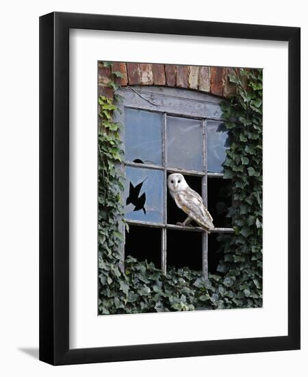 Barn Owl Sitting in Old Farm Window, Tyto Alba, Norfolk-Paul Hobson-Framed Photographic Print