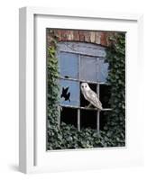 Barn Owl Sitting in Old Farm Window, Tyto Alba, Norfolk-Paul Hobson-Framed Photographic Print