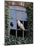 Barn Owl Sitting in Old Farm Window, Tyto Alba, Norfolk-Paul Hobson-Mounted Photographic Print