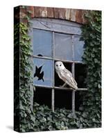 Barn Owl Sitting in Old Farm Window, Tyto Alba, Norfolk-Paul Hobson-Stretched Canvas