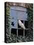 Barn Owl Sitting in Old Farm Window, Tyto Alba, Norfolk-Paul Hobson-Stretched Canvas