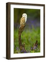 Barn Owl Sitting on a Log with Bluebells in the Background-Keith Bowser-Framed Photographic Print