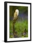 Barn Owl Sitting on a Log with Bluebells in the Background-Keith Bowser-Framed Photographic Print