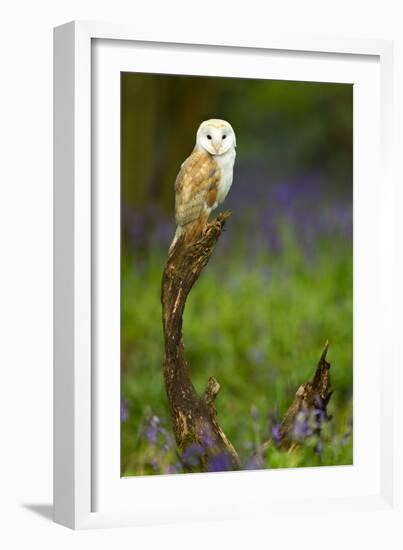 Barn Owl Sitting on a Log with Bluebells in the Background-Keith Bowser-Framed Photographic Print