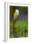 Barn Owl Sitting on a Log with Bluebells in the Background-Keith Bowser-Framed Photographic Print