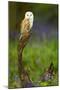 Barn Owl Sitting on a Log with Bluebells in the Background-Keith Bowser-Mounted Photographic Print