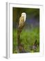 Barn Owl Sitting on a Log with Bluebells in the Background-Keith Bowser-Framed Photographic Print