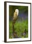 Barn Owl Sitting on a Log with Bluebells in the Background-Keith Bowser-Framed Photographic Print